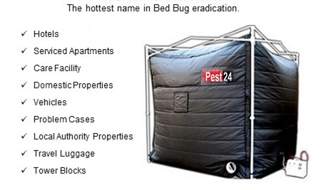 Bed Bugs | Entomology